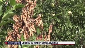 „Dorel” lovește din nou! Livezile din Vaslui se usucă iar oamenii dau vina pe angajații statului: „Un strigăt de disperare”